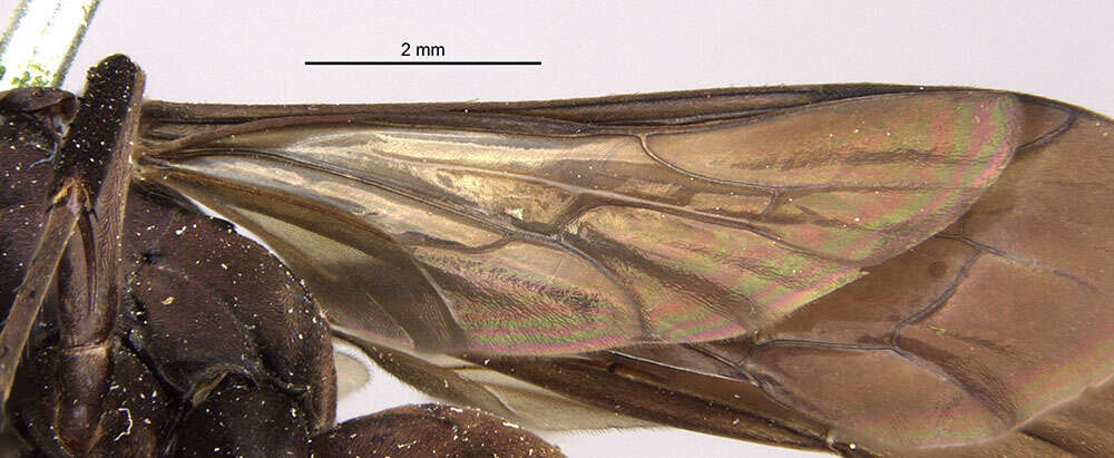 Image de Aporus niger (Cresson 1867)