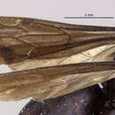 Image of Chelaporus anomalus (Banks 1917)