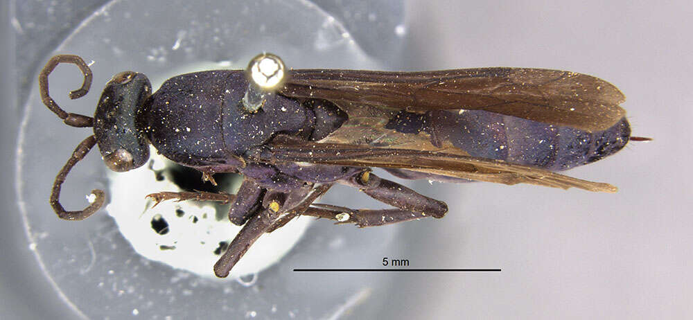 Chelaporus anomalus (Banks 1917) resmi