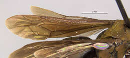 صورة Aporus cupripennis (Banks 1928)