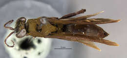 صورة Aporus cupripennis (Banks 1928)