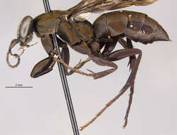 صورة Aporus cupripennis (Banks 1928)