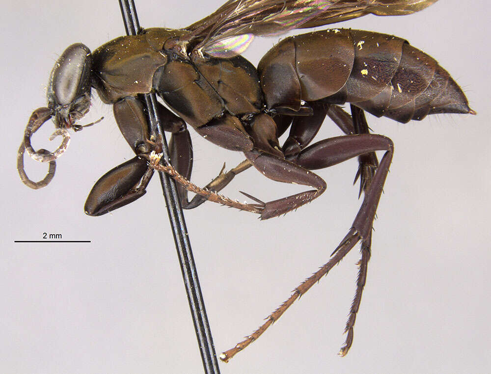 صورة Aporus cupripennis (Banks 1928)