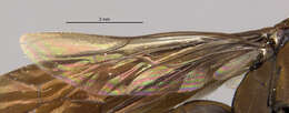 صورة Aporus cupripennis (Banks 1928)