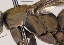 صورة Aporus cupripennis (Banks 1928)