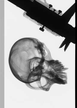 Image of Macaca fascicularis fascicularis (Raffles 1821)