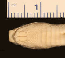 Слика од Phyllorhynchus decurtatus (Cope 1868)