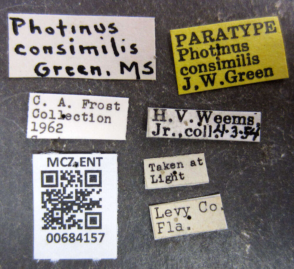 Image of Photinus consimilis Green 1956