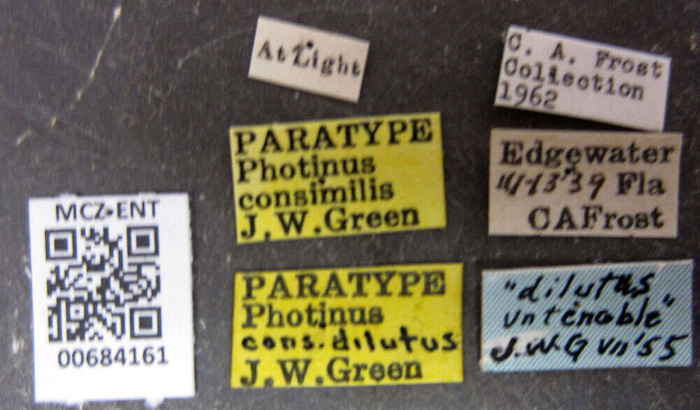 Image of Photinus consimilis Green 1956