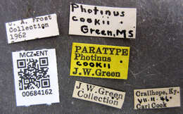 Image of Photinus cookii Green 1956