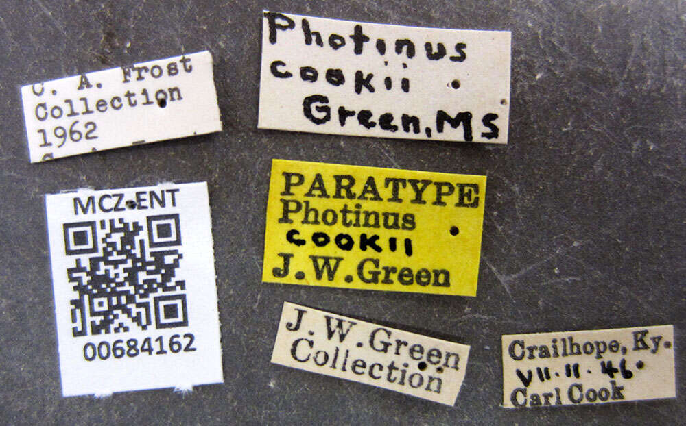 Image of Photinus cookii Green 1956