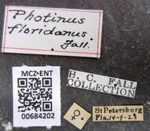 Image of Photinus floridanus Fall 1927