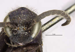 صورة Psorthaspis planata (Fox 1892)