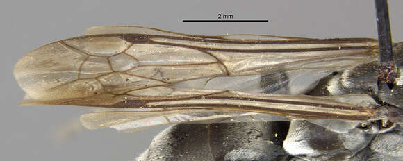 صورة Psorthaspis magna (Banks 1910)