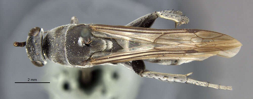 صورة Psorthaspis magna (Banks 1910)