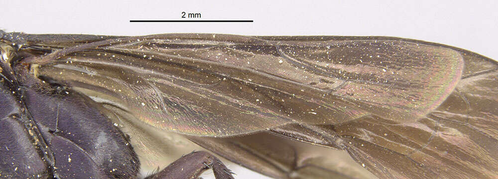 صورة Psorthaspis planata (Fox 1892)