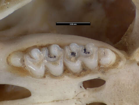 Allactaga bullata G. M. Allen 1925 resmi