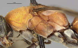 صورة Psorthaspis mariae (Cresson 1867)