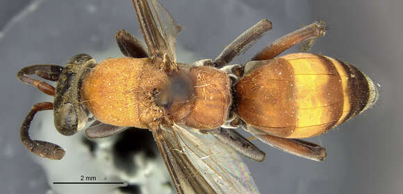 صورة Psorthaspis mariae (Cresson 1867)