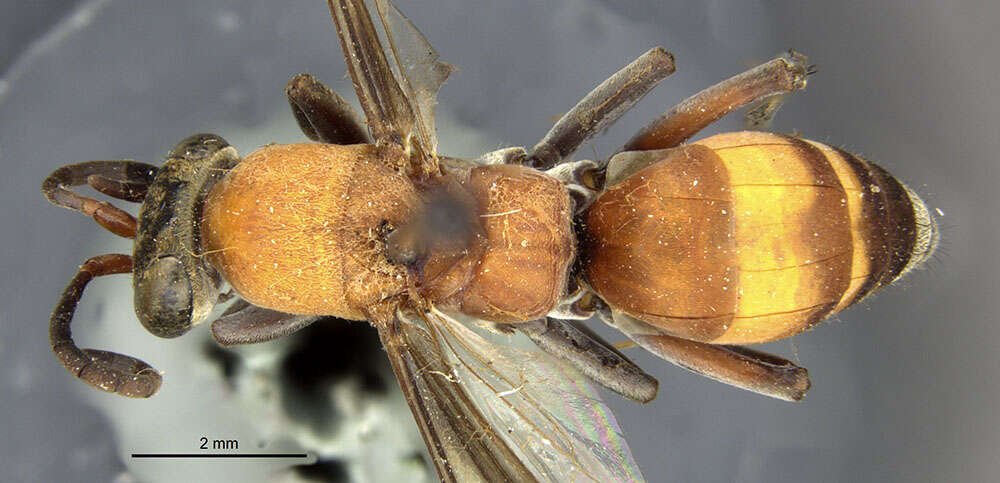 صورة Psorthaspis mariae (Cresson 1867)