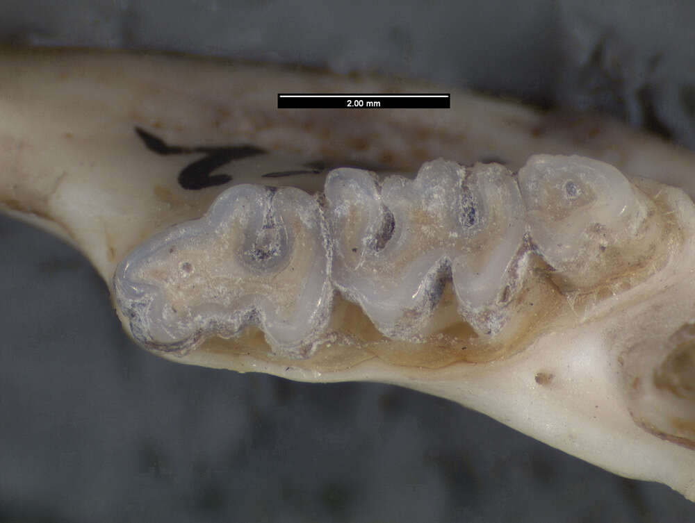 Allactaga bullata G. M. Allen 1925 resmi