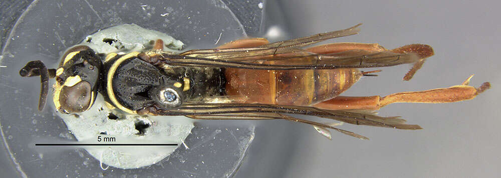 Image of Ceropales isolde (Banks 1945)