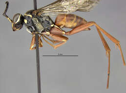 Image of Ceropales isolde (Banks 1945)