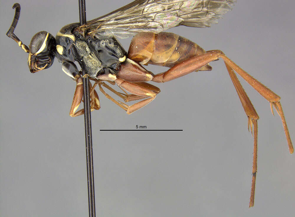 Image of Ceropales isolde (Banks 1945)