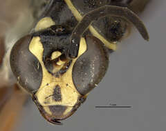 Image of Ceropales isolde (Banks 1945)