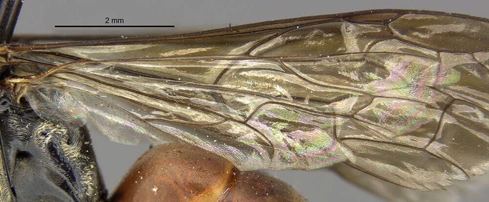 Image of Ceropales isolde (Banks 1945)