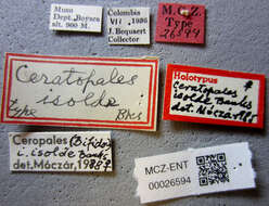 Image of Ceropales isolde (Banks 1945)