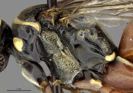 Image of Ceropales isolde (Banks 1945)