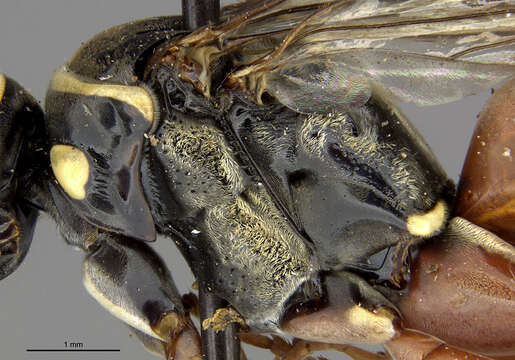 Image of Ceropales isolde (Banks 1945)