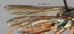 Image of Ceropales isolde (Banks 1945)