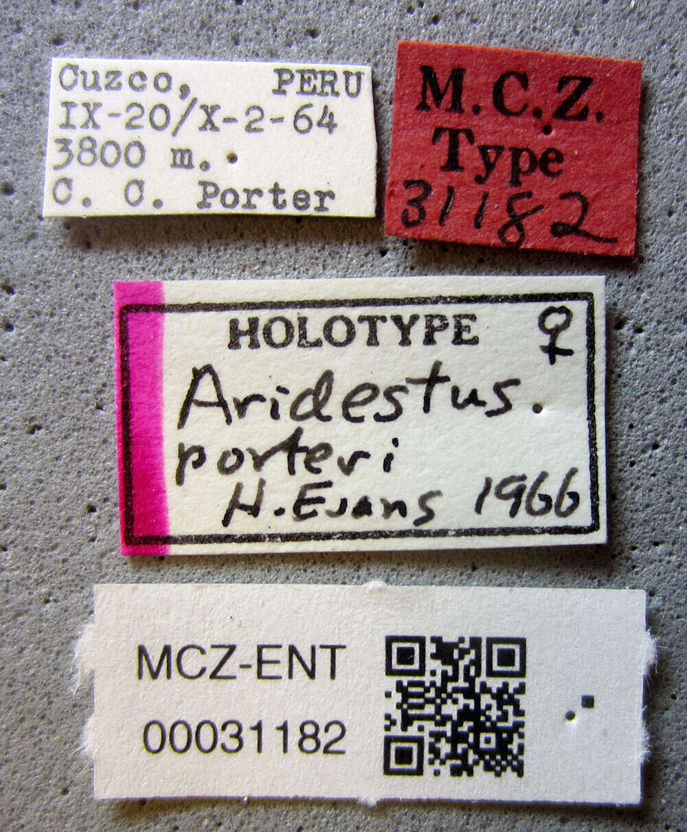 Aridestus porteri Evans 1966 resmi