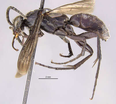 صورة Psorthaspis australis (Banks 1910)