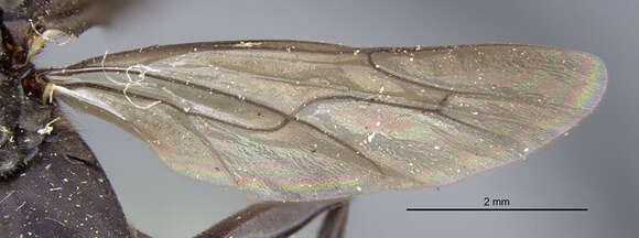 صورة Psorthaspis australis (Banks 1910)