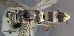 صورة Psorthaspis formosa (Smith 1862)