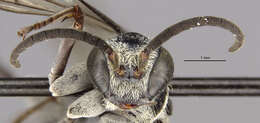 صورة Psorthaspis formosa (Smith 1862)