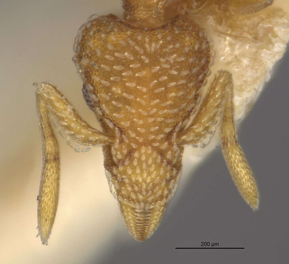 Image of <i>Strumigenys margaritae</i>