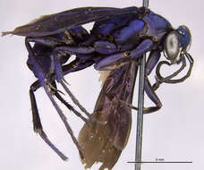 صورة Psorthaspis hispaniolae Bradley 1944