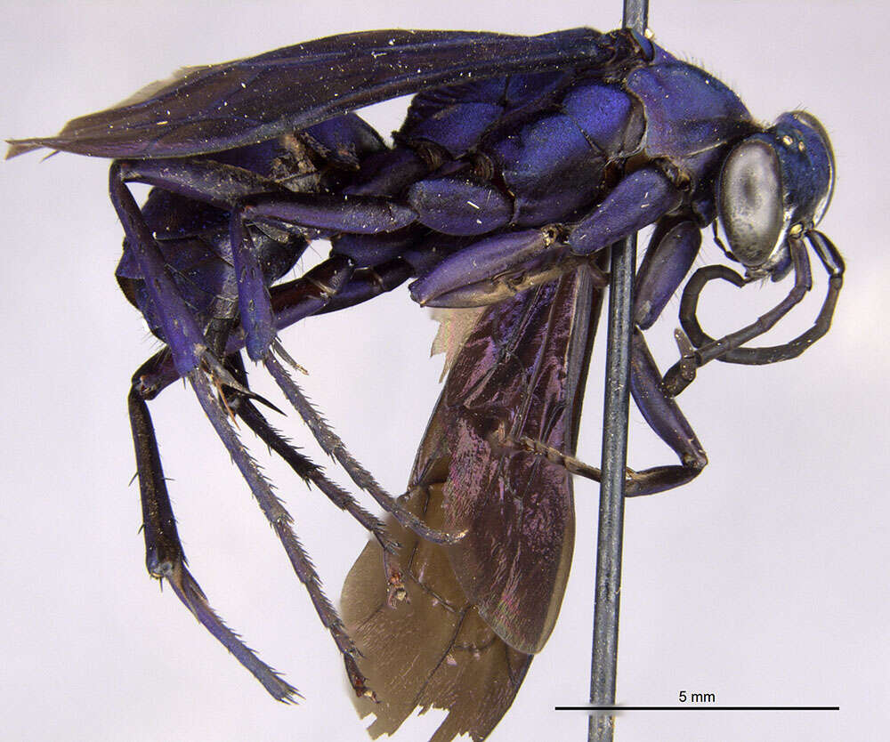 Image of Psorthaspis hispaniolae Bradley 1944