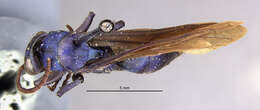 صورة Psorthaspis bequaerti Bradley