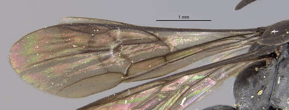 Allaporus fumipennis Evans 1966 resmi