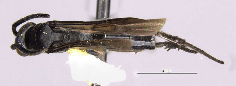 صورة Allaporus fumipennis Evans 1966