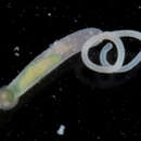 Image of Tubiluchus corallicola van der Land 1968