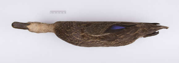 Image of American Black Duck