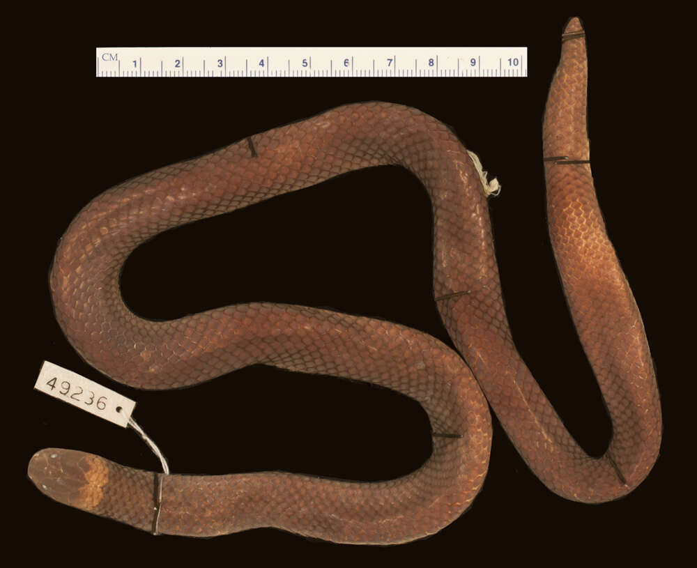 Image of Zaire Snake-eater