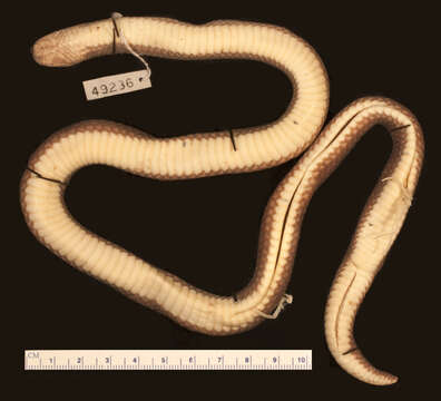 Image of Zaire Snake-eater