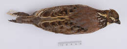 Colinus virginianus virginianus (Linnaeus 1758) resmi